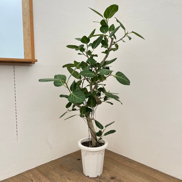 園芸ネット本店｜フィカス：ベンガレンシス 8号25-05 の通販【公式】