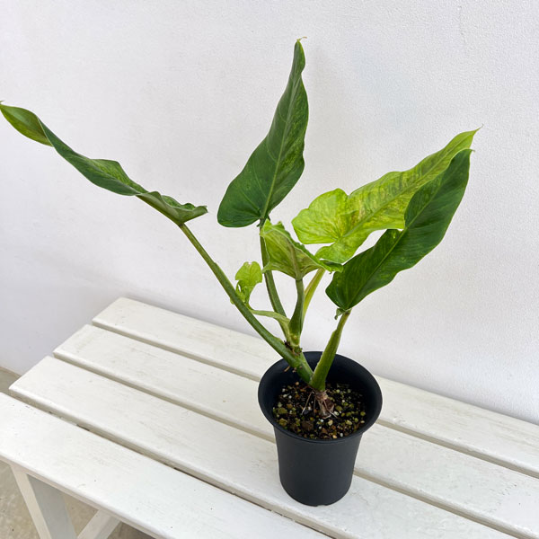 園芸ネット本店｜フィロデンドロン：サブハスタータム（斑入り） 4号