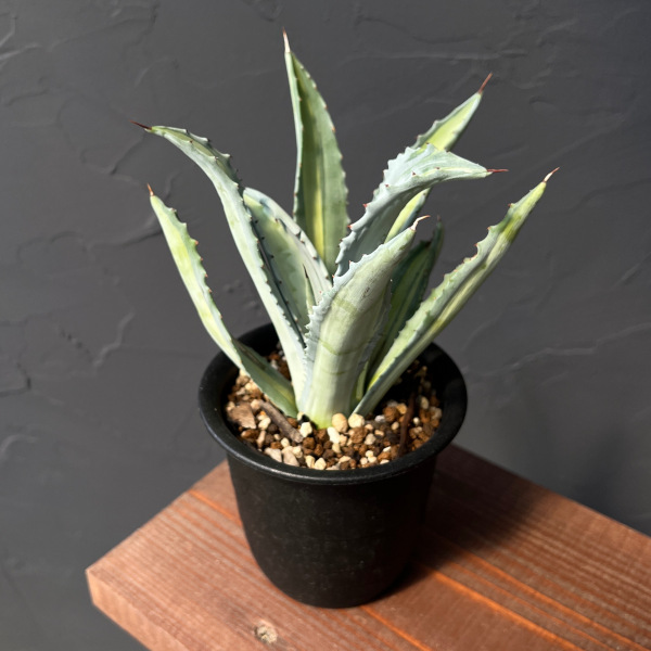 園芸ネット本店｜アガベ ：アメリカーナ エクスパンサ パリーダ 3.5号