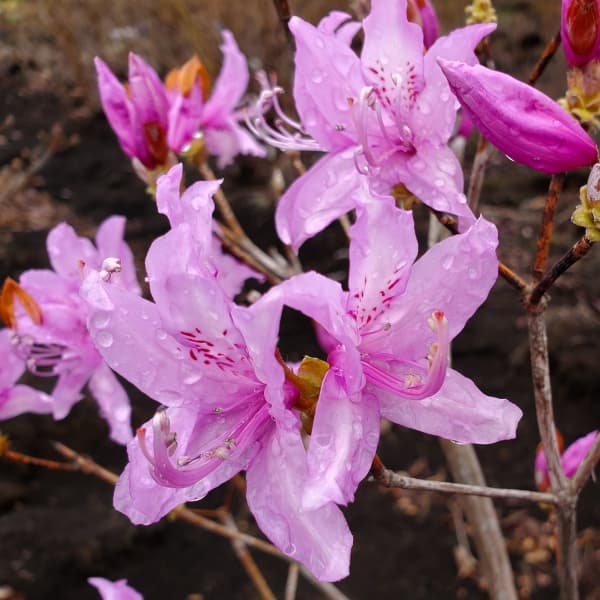 園芸ネット本店｜ツツジ：ハヤトミツバツツジ樹高40～50cm根巻き の