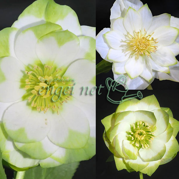 園芸ネット本店｜曽田園芸さんのクリスマスローズ：グリーンリップ