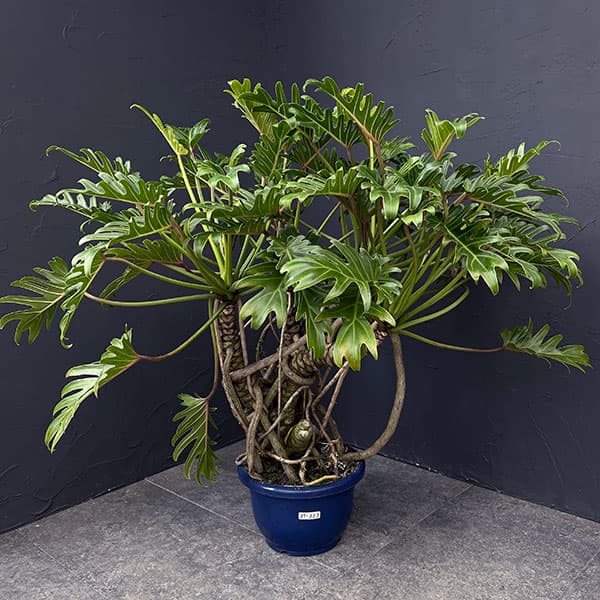 園芸ネット本店｜フィロデンドロン：クッカバラ 8号鉢植え25-02 の通販