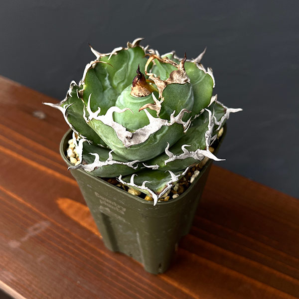 園芸ネット本店｜アガベ：チタノタ 白鯨 3号鉢植え25-06 の通販【公式】