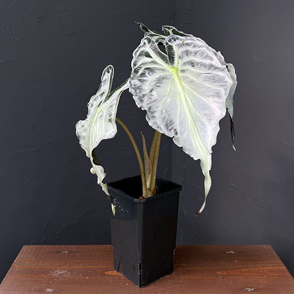 園芸ネット本店｜アロカシア：ヴェノム 4.5号ポット の通販【公式】