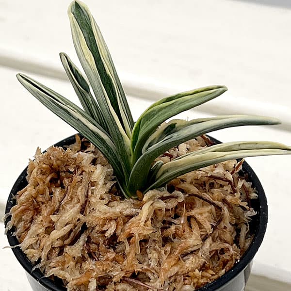 園芸ネット本店｜オモト（万年青）：麟晃冠（りんこうかん） 2.5号鉢