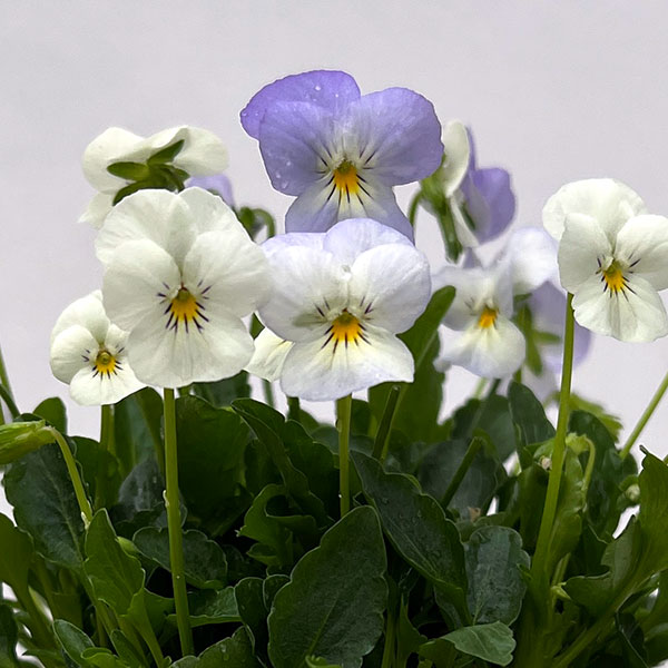 園芸ネット本店｜【お1人様1ポット】ビオラ：ビオレッタ ブルーハワイ