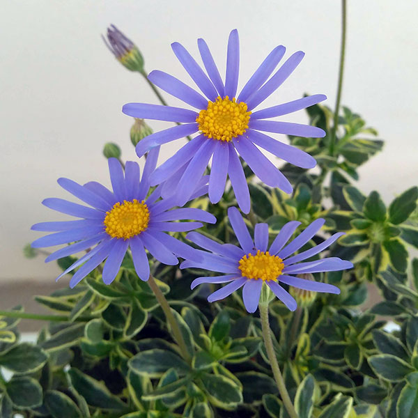 園芸ネット本店｜ブルーデージー：カシオペア（斑入り青花）3号ポット2