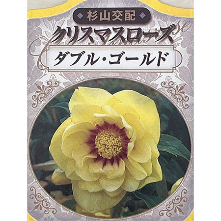 園芸ネット本店｜杉光園芸（杉山交配）さんのクリスマスローズ：ダブル