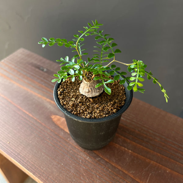 園芸ネット本店｜オペルクリカリア：パキプス（根挿し） 3号鉢植え の