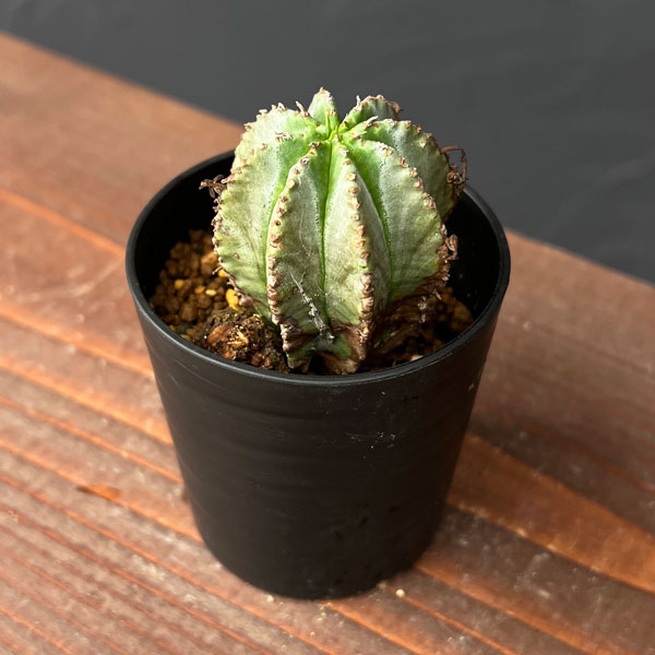 園芸ネット本店｜ユーフォルビア：ホリダ×バリダ 2.5号鉢植え の通販