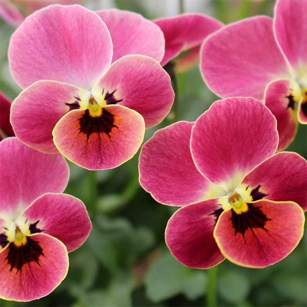 園芸ネット本店｜見元園芸さんのビオラ：ディープピンクコアラ3-3.5号