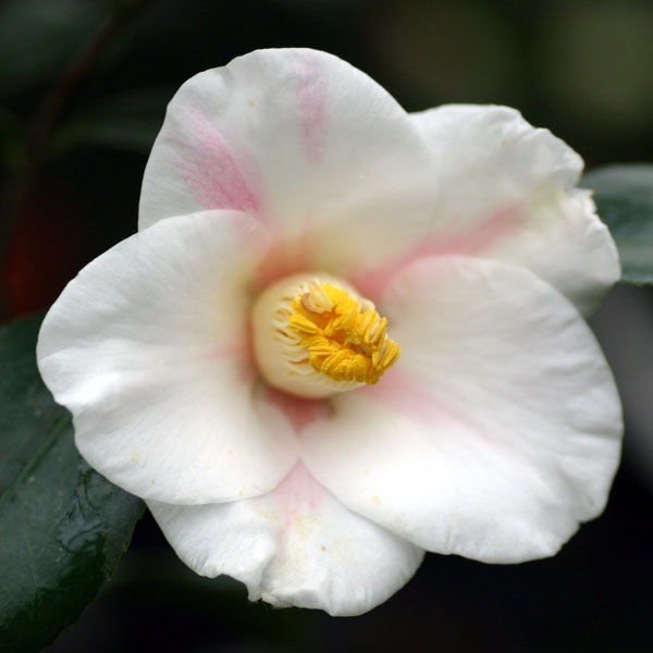 園芸ネット本店｜ツバキ（椿）：秋一番 4号ポット の通販【公式】