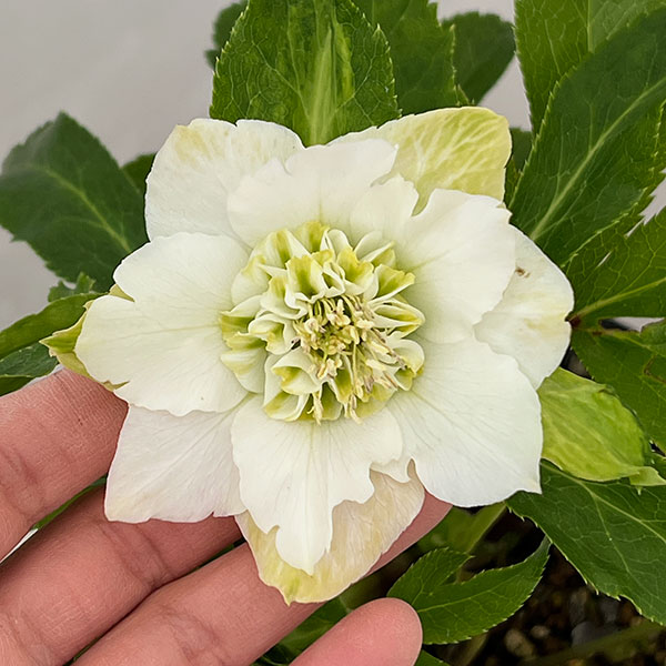 クリスマスローズ 開花株 シャルウィダンス ホワイト 太めネクタリ