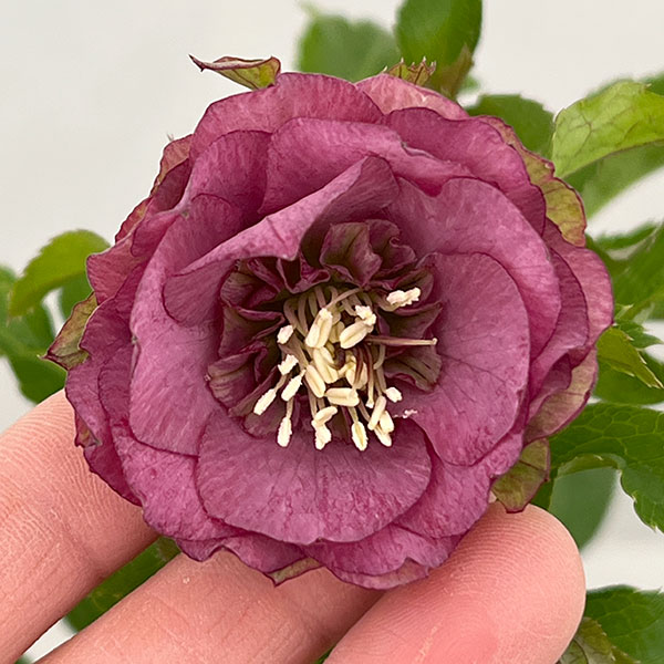 園芸ネット本店｜若泉ファームさんのクリスマスローズ：26-01