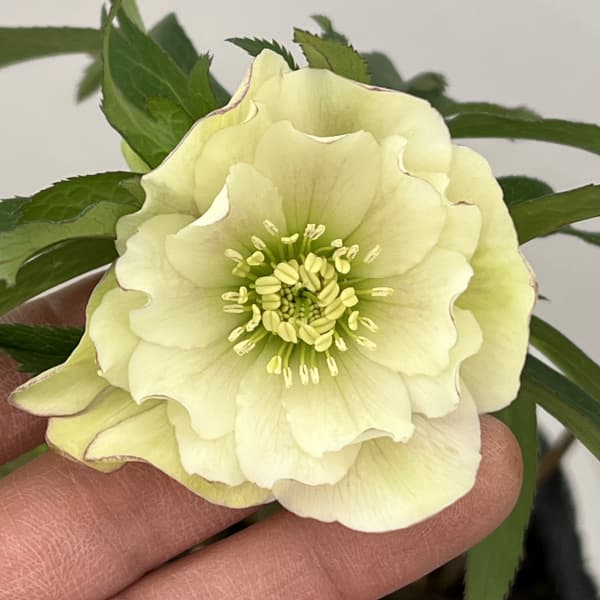 園芸ネット本店｜花郷園さんのクリスマスローズ：26-23ダブル4.5号