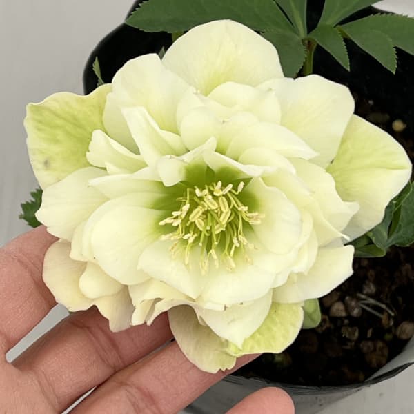 園芸ネット本店｜曽田園芸さんのクリスマスローズ：26-22冬牡丹4号