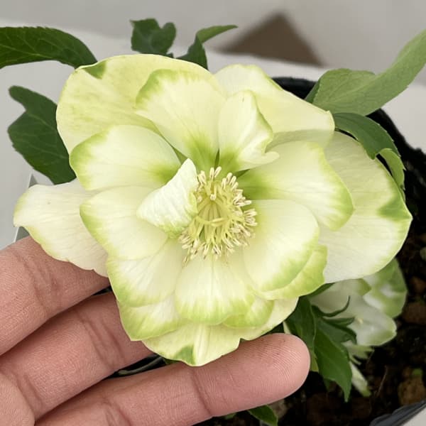 園芸ネット本店｜曽田園芸さんのクリスマスローズ：26-35グリーン