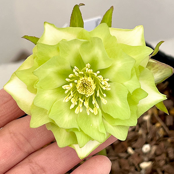 園芸ネット本店｜吉田園芸さんのクリスマスローズ：ピエラ26-04／4.5号