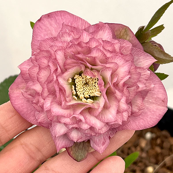 園芸ネット本店｜吉田園芸さんのクリスマスローズ：多弁交配26-10／4.5