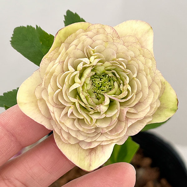 園芸ネット本店｜○吉田園芸さんのクリスマスローズ：超多弁交配26-06