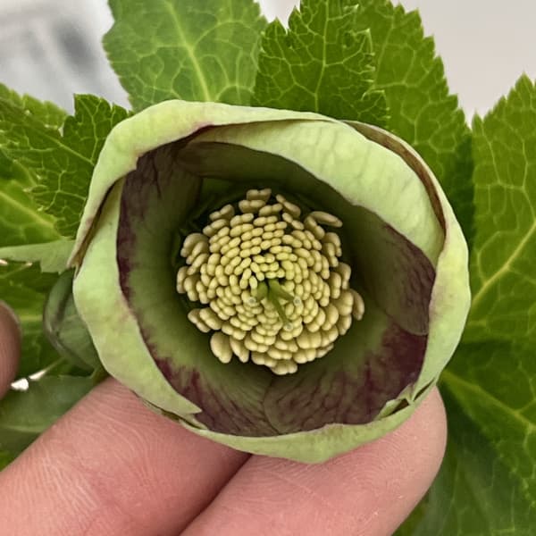 A*a様 クリスマスローズ 大和園 グリーンパステリッシュストレイン