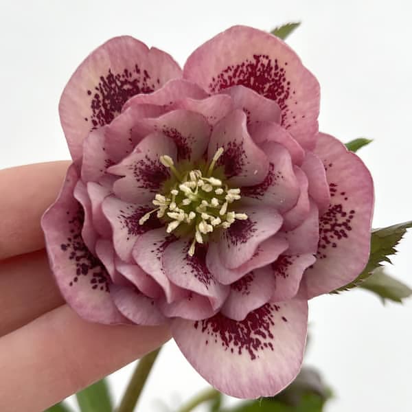 園芸ネット本店｜細川さんのクリスマスローズ：ダブル26-13／4号ポット