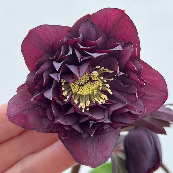 園芸ネット本店｜細川さんのクリスマスローズ：ダブル26-36／4号ポット