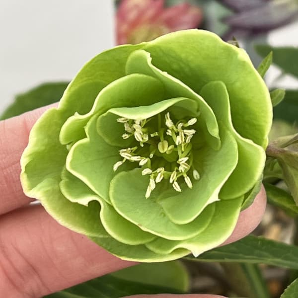 園芸ネット本店｜高正園さんのクリスマスローズ：26-39ダブル／5号