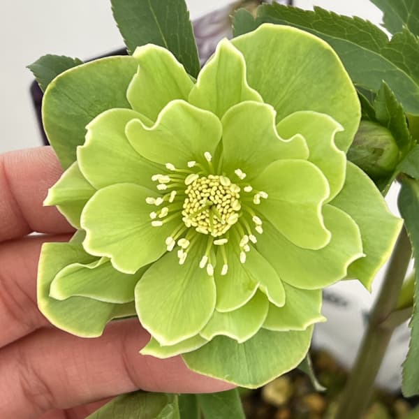 園芸ネット本店｜高正園さんのクリスマスローズ：26-40ダブル／5号