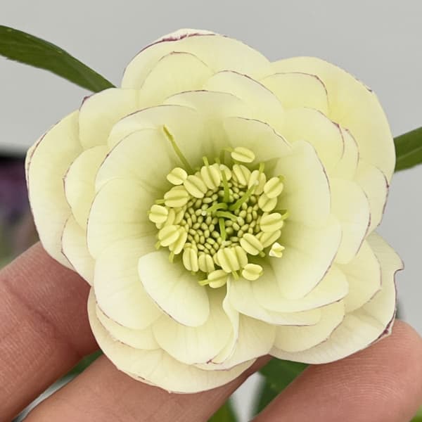 園芸ネット本店｜クリスマスローズ：セレクトダブル26-103／1.5Lポット