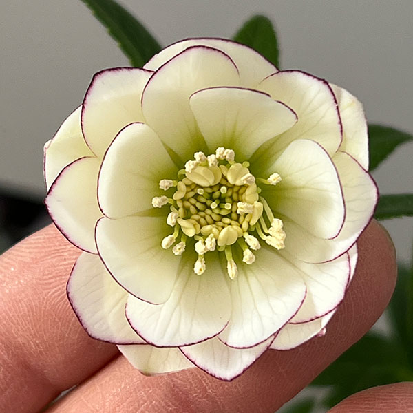 園芸ネット本店｜クリスマスローズ：スウィングダブル26-25／1.5L