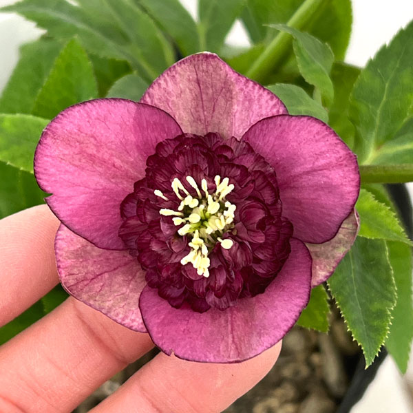 園芸ネット本店｜加藤農園さんのクリスマスローズ：26-04アンティーク