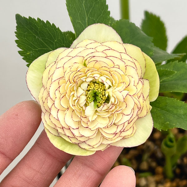 園芸ネット本店｜加藤農園さんのクリスマスローズ：26-05リトル