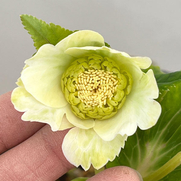 園芸ネット本店｜加藤農園さんのクリスマスローズ：26-14セミダブル