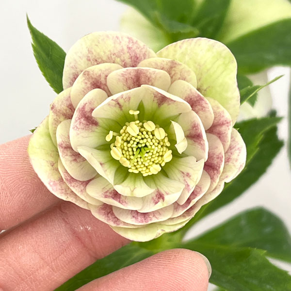 園芸ネット本店｜加藤農園さんのクリスマスローズ：26-08