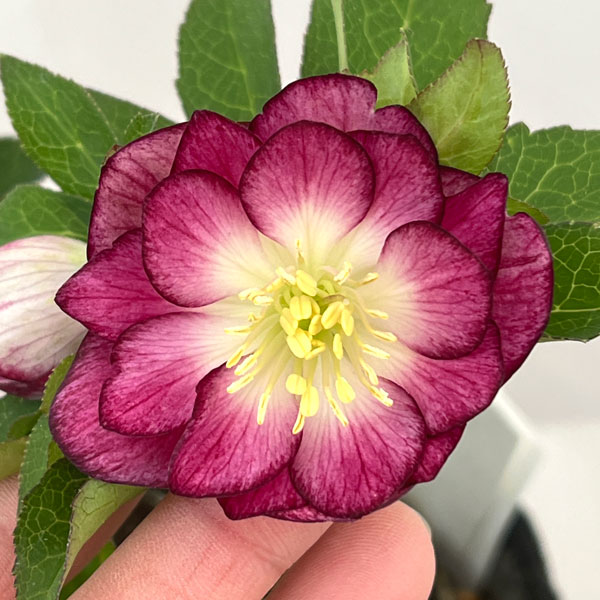 園芸ネット本店｜加藤農園さんのクリスマスローズ：26-09グロッシー