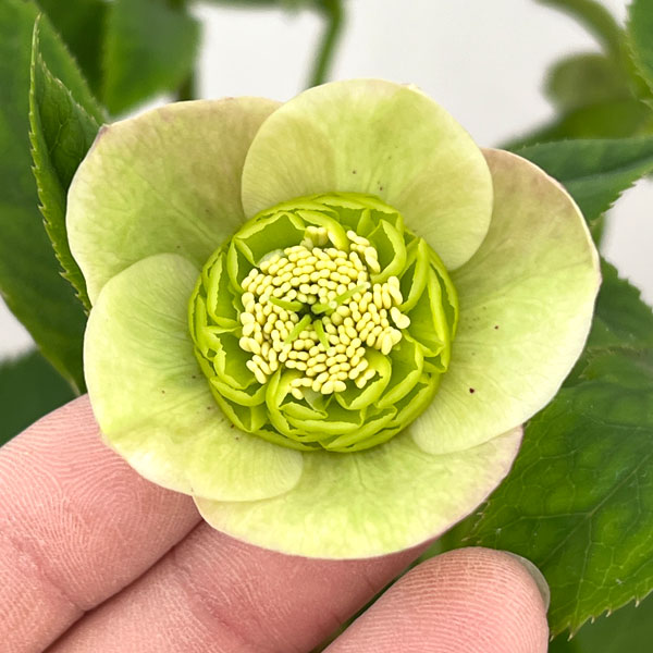 園芸ネット本店｜加藤農園さんのクリスマスローズ：26-20セミダブル