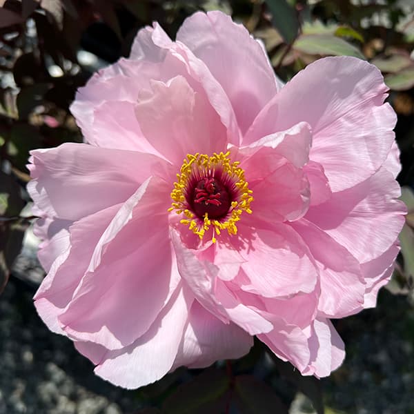 園芸ネット本店｜牡丹（ぼたん）：吉野川（よしのがわ）3～4年生苗8号