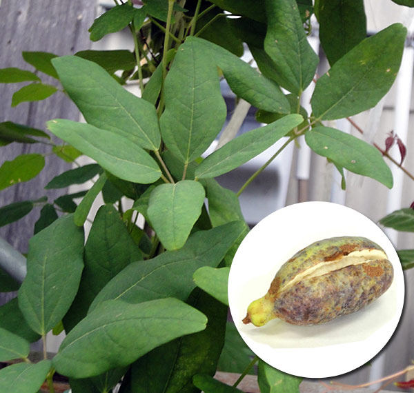 園芸ネット本店｜長尺つるもの：アケビ五葉 5号ポット長さ1.3～1.5m の