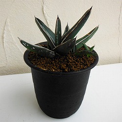 園芸ネット本店｜アガベ：オテロイ 特選実生株 2号ポット の通販【公式】