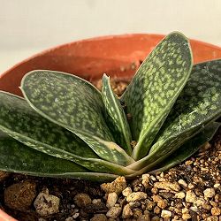 園芸ネット本店｜ガステリア 3号 3株セット の通販【公式】