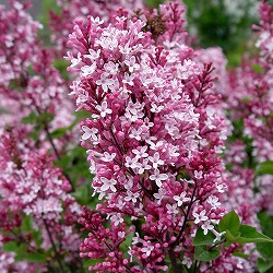 園芸ネット本店｜ライラック：プレジデントグレビー4-5号ポット の通販