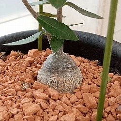 園芸ネット本店｜ブーファン：ディスティチャ 4号鉢植え* の通販【公式】