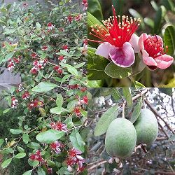 園芸ネット本店｜商品一覧 検索結果【公式】