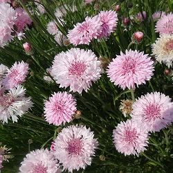 園芸ネット本店｜矢車草・中性ピンク3号ポット 2株セット の通販【公式】