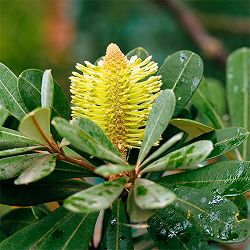 園芸ネット本店｜バンクシア：セイラ7号ポット の通販【公式】