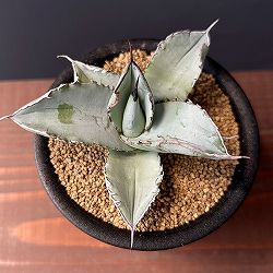 園芸ネット本店｜アガベ：オテロイ 特選実生株 2号ポット の通販【公式】