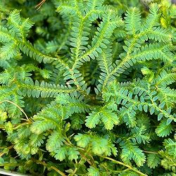 園芸ネット本店｜観葉植物:シダ類 の商品一覧 【公式】