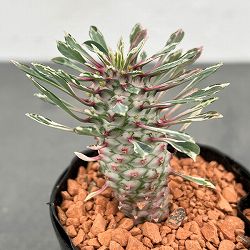 園芸ネット本店｜フィカス：ベンガレンシス クリシュナ 3.5号ポット の