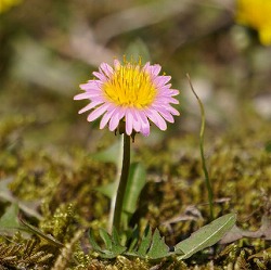 園芸ネット本店｜[26年3月中下旬予約]タンポポ：緋紅たんぽぽ3-3.5号
